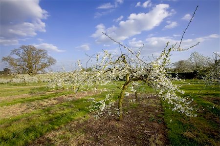 blossom apple orchards vale of evesham worcestershire Stock Photo - Budget Royalty-Free & Subscription, Code: 400-04509364