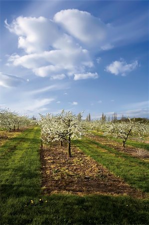 blossom apple orchards vale of evesham worcestershire Stock Photo - Budget Royalty-Free & Subscription, Code: 400-04509365