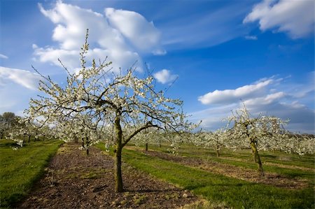 blossom apple orchards vale of evesham worcestershire Stock Photo - Budget Royalty-Free & Subscription, Code: 400-04509366