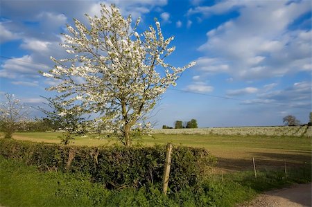 blossom apple orchards vale of evesham worcestershire Stock Photo - Budget Royalty-Free & Subscription, Code: 400-04509367