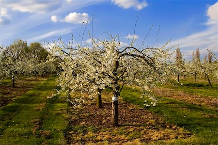 blossom apple orchards vale of evesham worcestershire Stock Photo - Budget Royalty-Free & Subscription, Code: 400-04509360