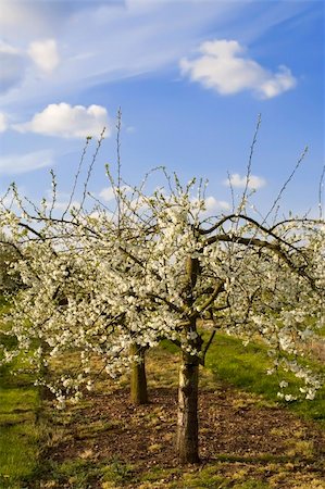blossom apple orchards vale of evesham worcestershire Stock Photo - Budget Royalty-Free & Subscription, Code: 400-04509361