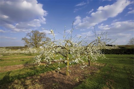 blossom apple orchards vale of evesham worcestershire Stock Photo - Budget Royalty-Free & Subscription, Code: 400-04509363