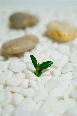 Green shoot on white pebbles background Foto de stock - Super Valor sin royalties y Suscripción, Código: 400-04509395