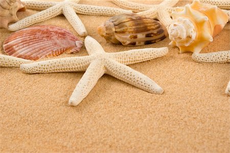 simsearch:400-04106913,k - Starfish and seashells on golden sand Stock Photo - Budget Royalty-Free & Subscription, Code: 400-04509597