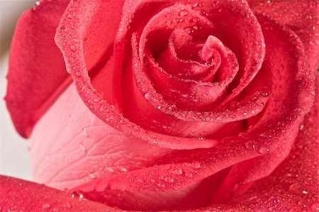 simsearch:400-04842608,k - Macro image of  red rose with water drops Stock Photo - Budget Royalty-Free & Subscription, Code: 400-04500060