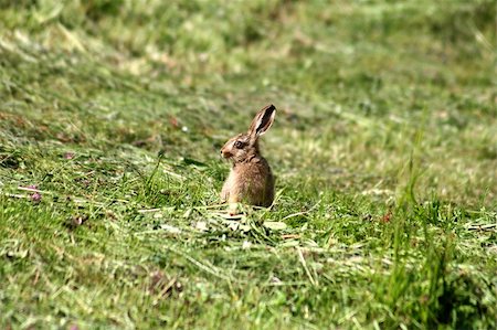 Young rabbit sitting in the gras like a easter rabbit Stock Photo - Budget Royalty-Free & Subscription, Code: 400-04500161