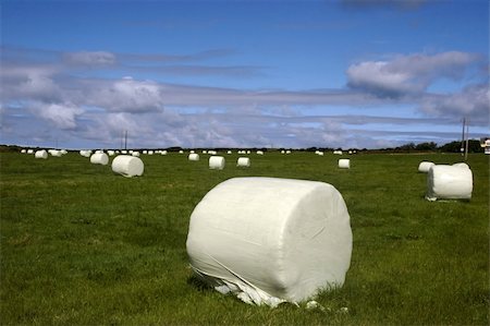 rural scene autumn in ireland - a field of bales in the west of ireland Stock Photo - Budget Royalty-Free & Subscription, Code: 400-04500537