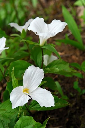 White Trillium blooming in woodlands -  Ontario provincial flower Fotografie stock - Microstock e Abbonamento, Codice: 400-04500609