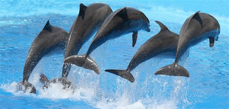 dolphin Foto de stock - Super Valor sin royalties y Suscripción, Código: 400-04500660