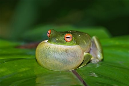 rainette - green tree frog all puffed up about to croak Foto de stock - Super Valor sin royalties y Suscripción, Código: 400-04500702