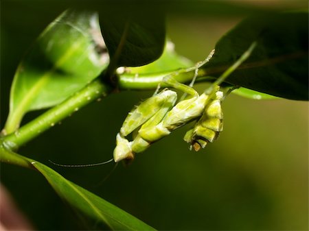 a images of  Grasshopper  in farm of thailand Stock Photo - Budget Royalty-Free & Subscription, Code: 400-04500915