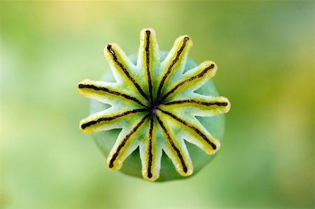 poppies pods - Poppy head, devoid of leaves Stock Photo - Budget Royalty-Free & Subscription, Code: 400-04501934