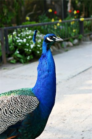 Portrait of a peacock Stock Photo - Budget Royalty-Free & Subscription, Code: 400-04501937