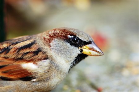 A Male House Sparrow in Canterbury,Kent, UK. Foto de stock - Super Valor sin royalties y Suscripción, Código: 400-04501932