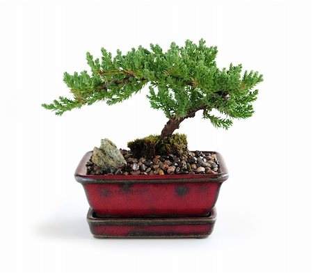Bonsai tree in ceramic pot on white background Stock Photo - Budget Royalty-Free & Subscription, Code: 400-04502136