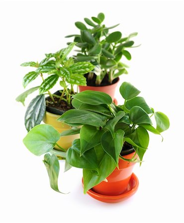 simsearch:400-04064749,k - Assorted green houseplants in pots isolated on white background Stock Photo - Budget Royalty-Free & Subscription, Code: 400-04502139