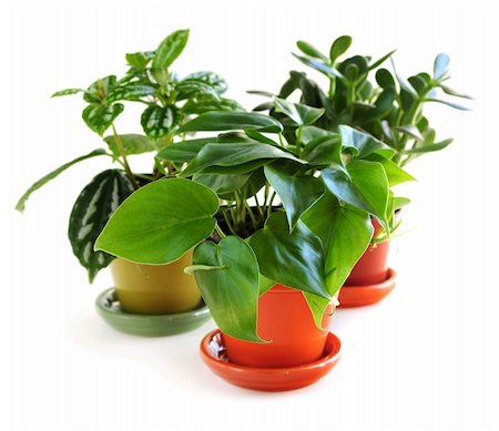simsearch:400-04064749,k - Assorted green houseplants in pots isolated on white background Stock Photo - Budget Royalty-Free & Subscription, Code: 400-04502140
