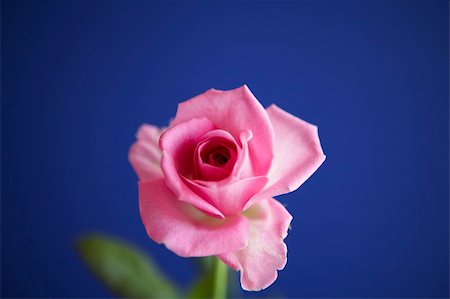 simsearch:400-03941928,k - A pink rose with rich blue background Photographie de stock - Aubaine LD & Abonnement, Code: 400-04502315