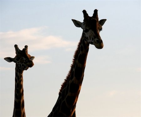 The silhouettes of the necks and heads of two giraffes at dusk Stock Photo - Budget Royalty-Free & Subscription, Code: 400-04502530