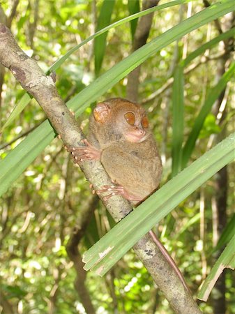 Philippine tarsier Stock Photo - Budget Royalty-Free & Subscription, Code: 400-04502912