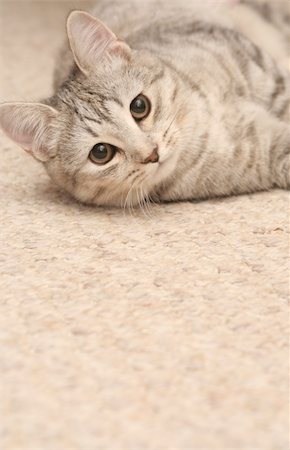 Sight of a small grey kitten Stockbilder - Microstock & Abonnement, Bildnummer: 400-04503008