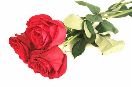 simsearch:400-03941928,k - Three beautiful red roses lay on a white background Photographie de stock - Aubaine LD & Abonnement, Code: 400-04503012