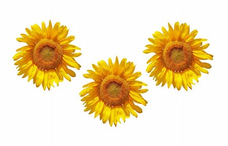 simsearch:400-06950874,k - Three sunflowers isolated with white background Photographie de stock - Aubaine LD & Abonnement, Code: 400-04503442