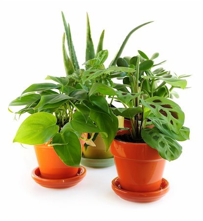simsearch:400-04064749,k - Assorted green houseplants in pots isolated on white background Stock Photo - Budget Royalty-Free & Subscription, Code: 400-04503983