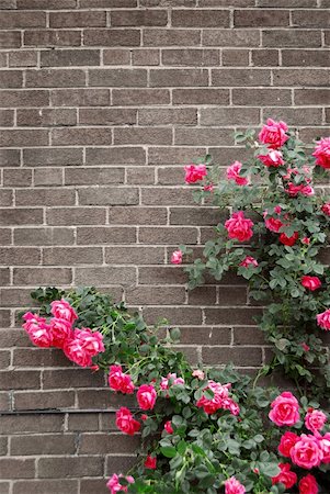 Climbing red roses on a brick wall of a house Stock Photo - Budget Royalty-Free & Subscription, Code: 400-04514077