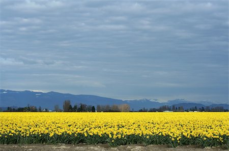 field of daffodil pictures - Yellow Daffodils field Stock Photo - Budget Royalty-Free & Subscription, Code: 400-04514104