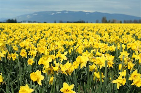 field of daffodil pictures - Yellow daffodils field Stock Photo - Budget Royalty-Free & Subscription, Code: 400-04514105