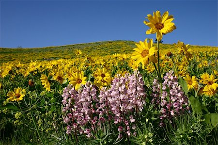 A brilliant display of wildflowers, sunflowers, and lupine against a dramatic blue summer sky Stock Photo - Budget Royalty-Free & Subscription, Code: 400-04514137