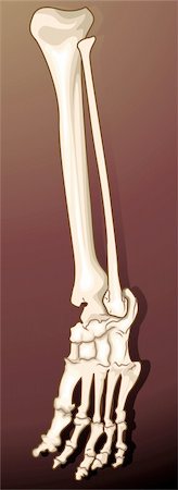 physical education - Illustration of a human leg bone Photographie de stock - Aubaine LD & Abonnement, Code: 400-04514248