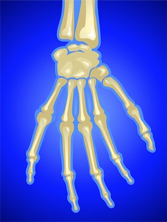 physical education - Illustration of human hand bones Photographie de stock - Aubaine LD & Abonnement, Code: 400-04514254