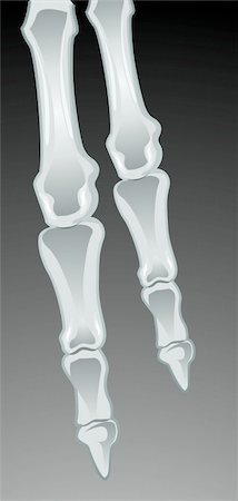 physical education - Illustration of human finger bone Photographie de stock - Aubaine LD & Abonnement, Code: 400-04514251