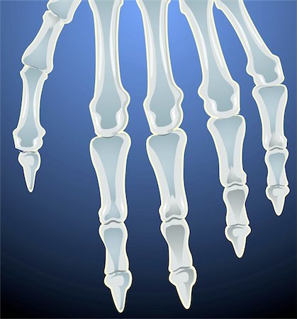 physical education - Illustration of human hand bones Photographie de stock - Aubaine LD & Abonnement, Code: 400-04514252