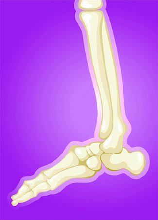 Illustration of human leg bones Stock Photo - Budget Royalty-Free & Subscription, Code: 400-04514265