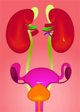 Illustration of kidney system in red background Fotografie stock - Microstock e Abbonamento, Codice: 400-04514261
