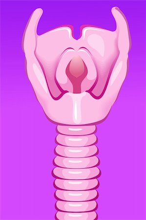 simsearch:400-08379540,k - Illustration of human trachea in violet background Stock Photo - Budget Royalty-Free & Subscription, Code: 400-04514263