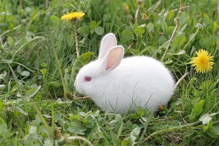 simsearch:400-07918929,k - White Easter rabbit grazes in green meadow with dandelions Stockbilder - Microstock & Abonnement, Bildnummer: 400-04514488