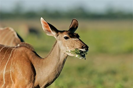 simsearch:400-04429348,k - Portrait of a female Kudu antelope, (Tragelaphus strepsiceros), Etosha National Park, Namibia Stockbilder - Microstock & Abonnement, Bildnummer: 400-04514513