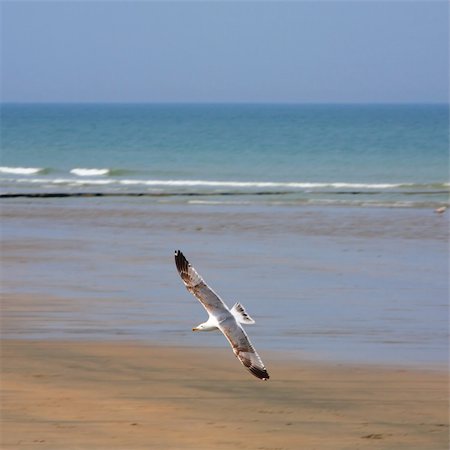 scenery of flying birds group in sky - The white seagull flies over a beach Stock Photo - Budget Royalty-Free & Subscription, Code: 400-04514652