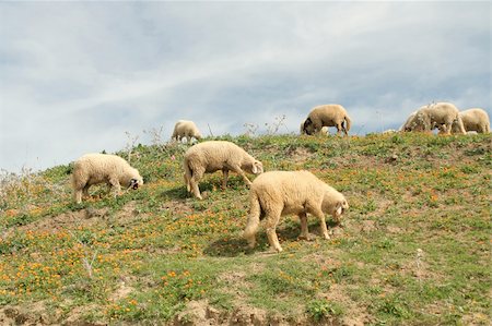 simsearch:400-04015327,k - Idillyc landscape of sheeps gazing in mountain calendula field Stock Photo - Budget Royalty-Free & Subscription, Code: 400-04515434