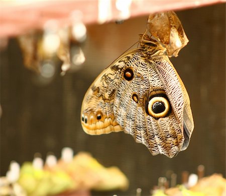close up on a tropical owl butterfly Stock Photo - Budget Royalty-Free & Subscription, Code: 400-04515719