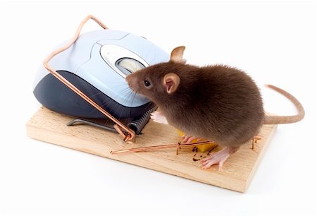 simsearch:400-03992981,k - a mouse used his computer sibling to get to the cheese Stock Photo - Budget Royalty-Free & Subscription, Code: 400-04515710