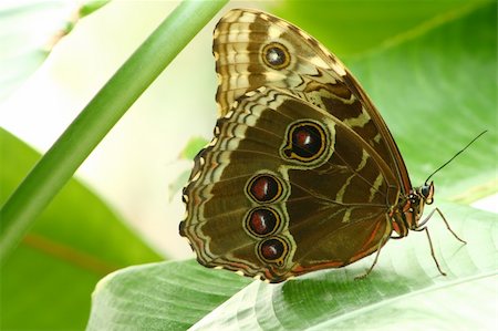 close up of a buckeye butterfly resting on a leaf Stock Photo - Budget Royalty-Free & Subscription, Code: 400-04515720