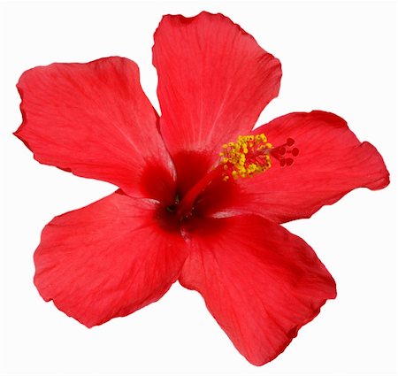 Detail of a red hibiscus blossom isolated Stock Photo - Budget Royalty-Free & Subscription, Code: 400-04515952