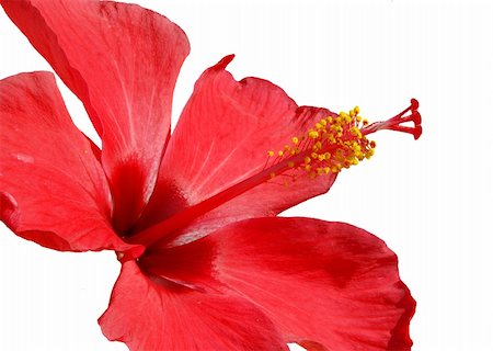 Detail of pink hibiscus blossom isolated on the white background Stockbilder - Microstock & Abonnement, Bildnummer: 400-04515953