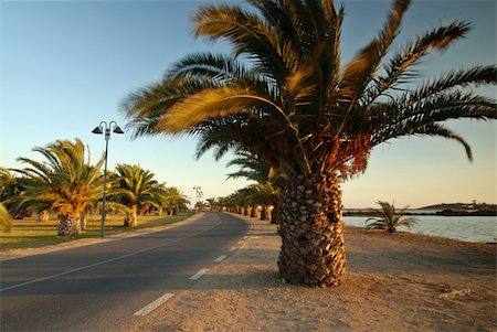 simsearch:400-05742448,k - Road with palms near the sea at sunset on Sardinia Foto de stock - Super Valor sin royalties y Suscripción, Código: 400-04516004